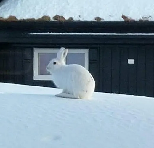 Wonderful With Amazing Mountain - View Lifjell